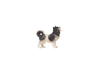 Hund Spitz color, KO